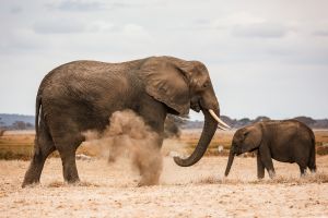 Elefanten im Amboseli