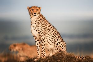 Gepard in der Masai Mara