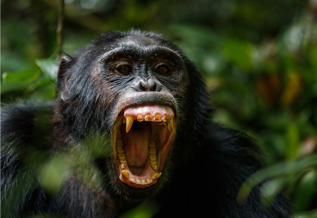Primaten intensiv - Gorilla und Schimpansen