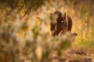 schwarzer Leopard in Laikipia