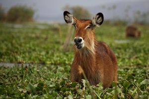 Wasserbock Lake Naivasha