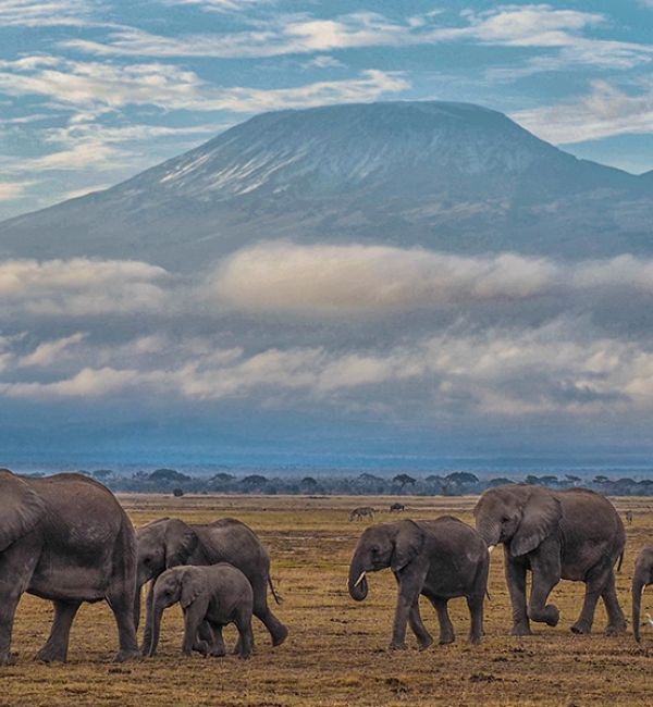 Kilimanjaro im Amboseli Nationalpark
