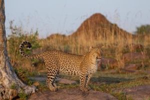 Leopard in der Serengeti