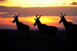 Antilopen Sonnenuntergang