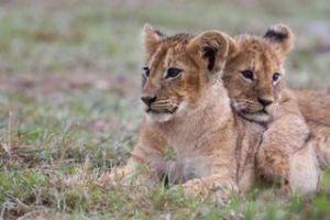 Löwen Serengeti