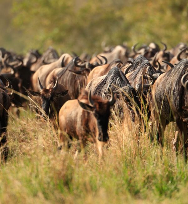 Gnuwanderung in der Masai Mara