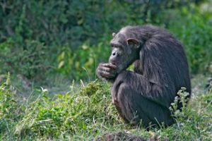 Schimpansen Uganda