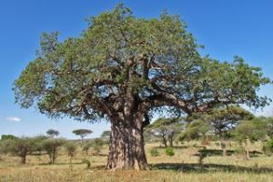 Baobab Baum