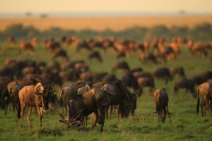 Gnus Masai Mara