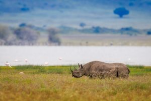 Nashorn Ngorongoro Krater