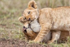 Löwen in der Serengeti