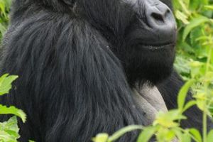 Gorilla in Uganda