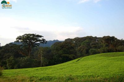 Nyungwe Top View Hill05