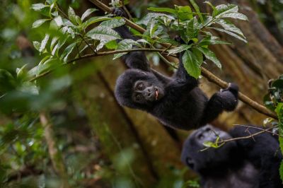 Gorilla Baby Boom5 Thorstenhanewald
