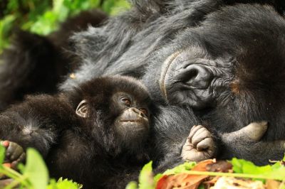 Gorilla Baby Boom Simonkeller