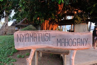 Nyamatusi Mahogany3