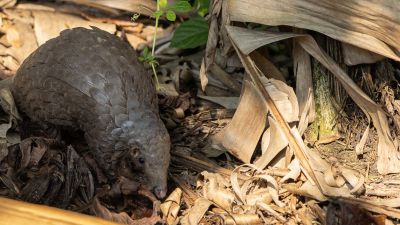 Pangolinrescuecenteruganda10