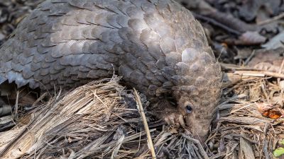 Pangolinrescuecenteruganda15