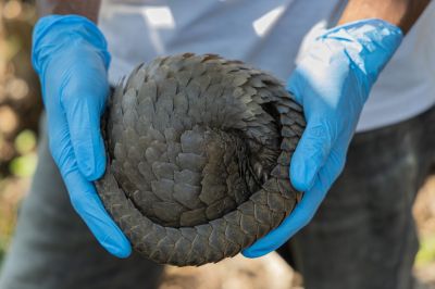Pangolinrescuecenteruganda18
