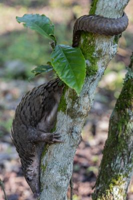 Pangolinrescuecenteruganda19