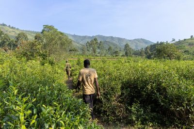 Pangolinrescuecenteruganda2
