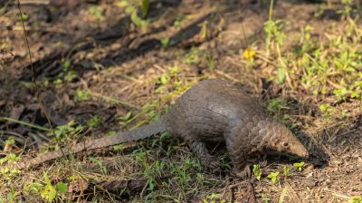 Pangolinrescuecenteruganda5