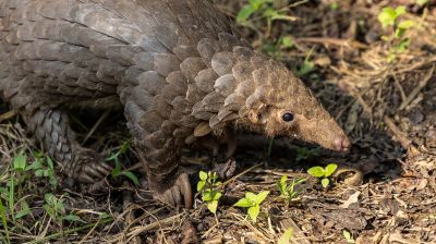 Pangolinrescuecenteruganda6