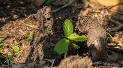 Pangolinrescuecenteruganda8