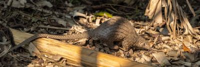 Pangolinrescuecenteruganda9