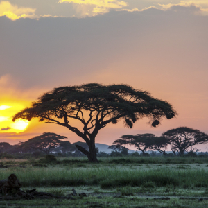 Sonnenaufgang in der Savanne