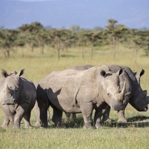 vier Nashörner in der Savanne