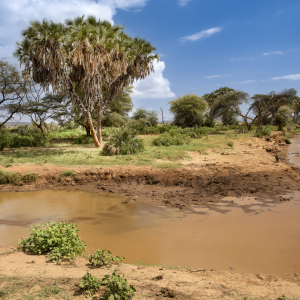 Landschaft Samburu