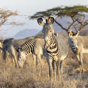 Grevy Zebras in Samburu