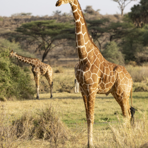 Giraffen in der Savanne