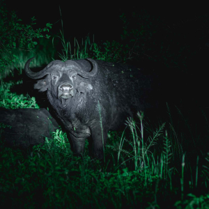 credit: wellworthcollection