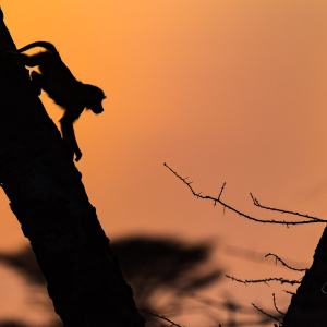 Sonnenuntergang Affe