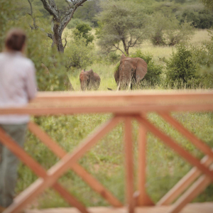 Tiere & Landschaft Ndovu Tented Lodge