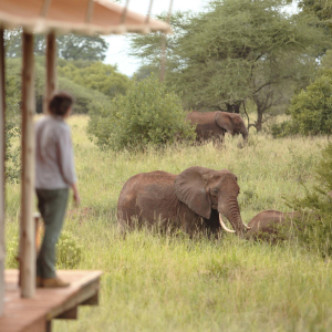 Tiere & Landschaft Ndovu Tented Lodge