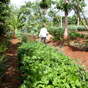 Ngorongoro Farm House Karatu_5