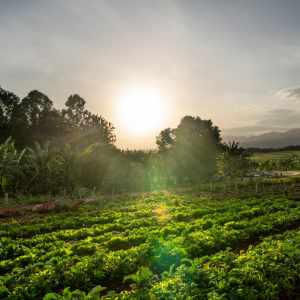 Ngorongoro Farm House Gemüse Garten