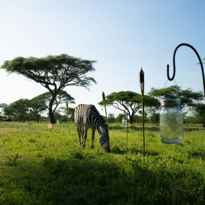 Zebra rund um die Unterkunft