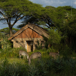 Zebras vor den Lodges