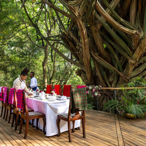 gedeckter Tisch unter einem Kaktusbaum