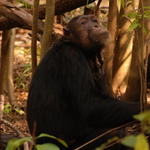 Schimpanse