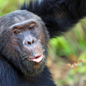 Schimpanse