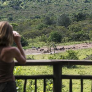 Tierbeobachtung von der Terrasse 