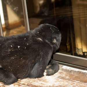 junger Gorilla am Fenster