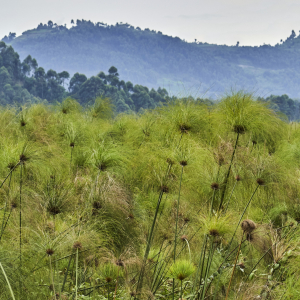 Shoebill Tracking Mabamba Swamps