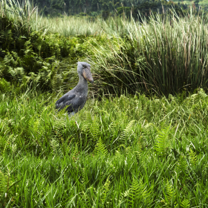 Shoebill