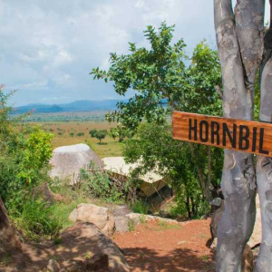 Hornbill 